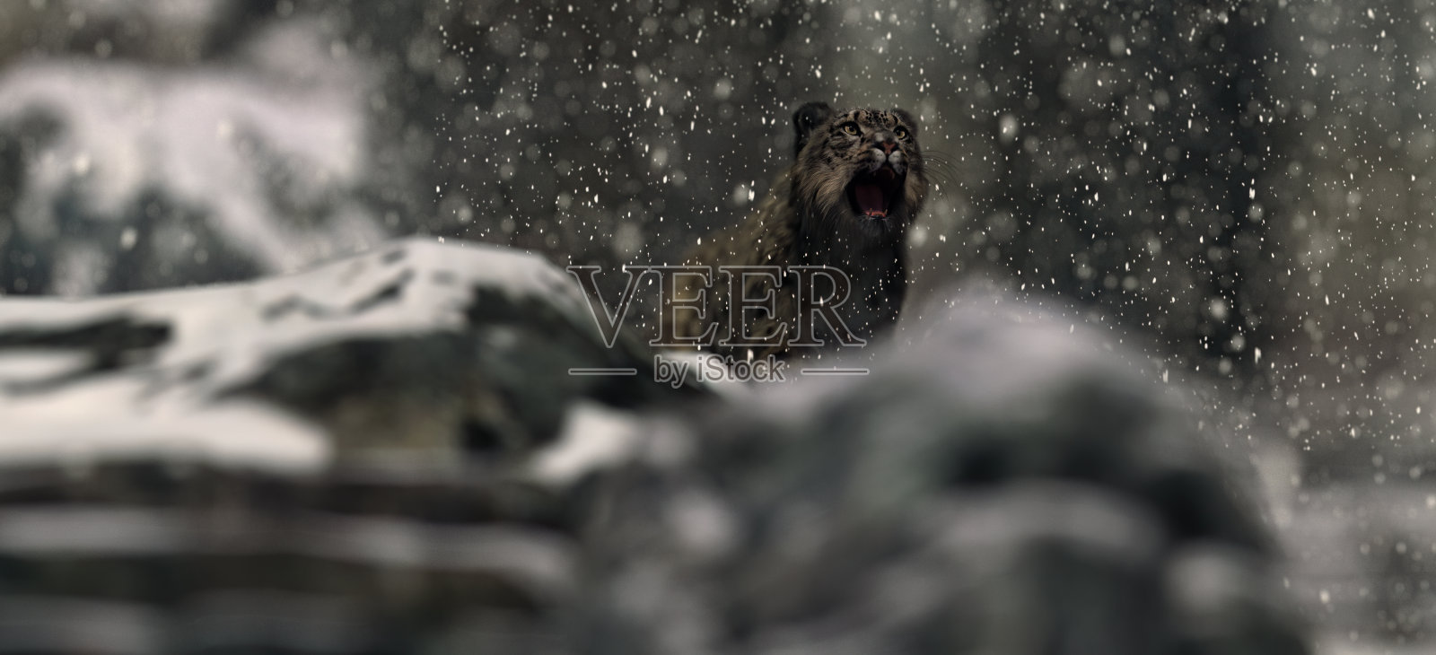 咆哮的雪豹在雪山在暴风雪期间。照片摄影图片