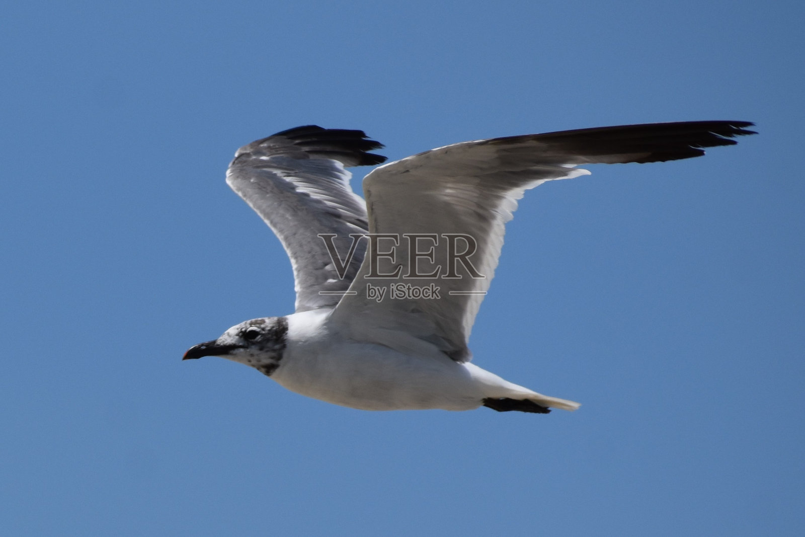 在德克萨斯州休斯顿的加尔维斯顿海滩，一只海鸥飞过头顶照片摄影图片