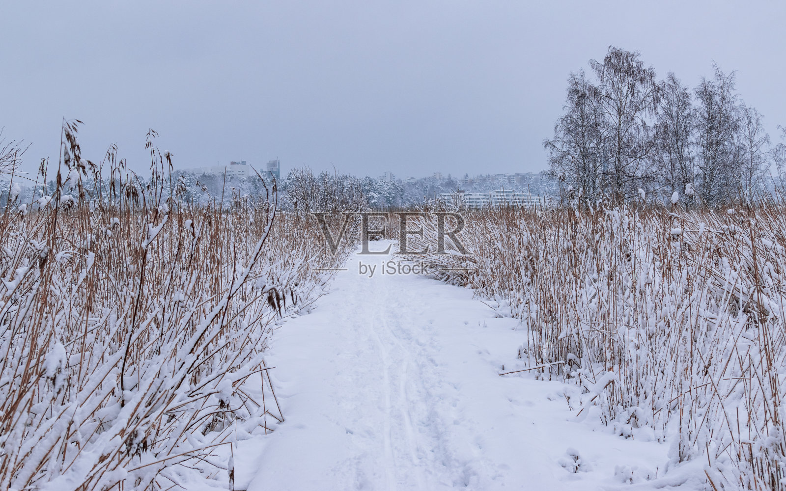 冬天的路穿过白雪覆盖的草地和树木照片摄影图片