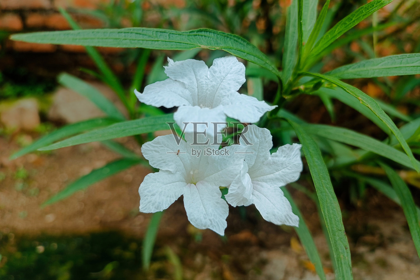 一种白色金色的花，或称Ruellia Simplex照片摄影图片