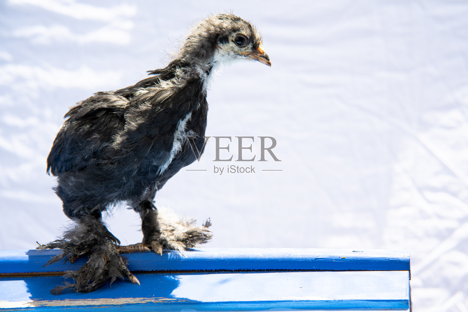 黑婆罗门小鸡鸡照片摄影图片