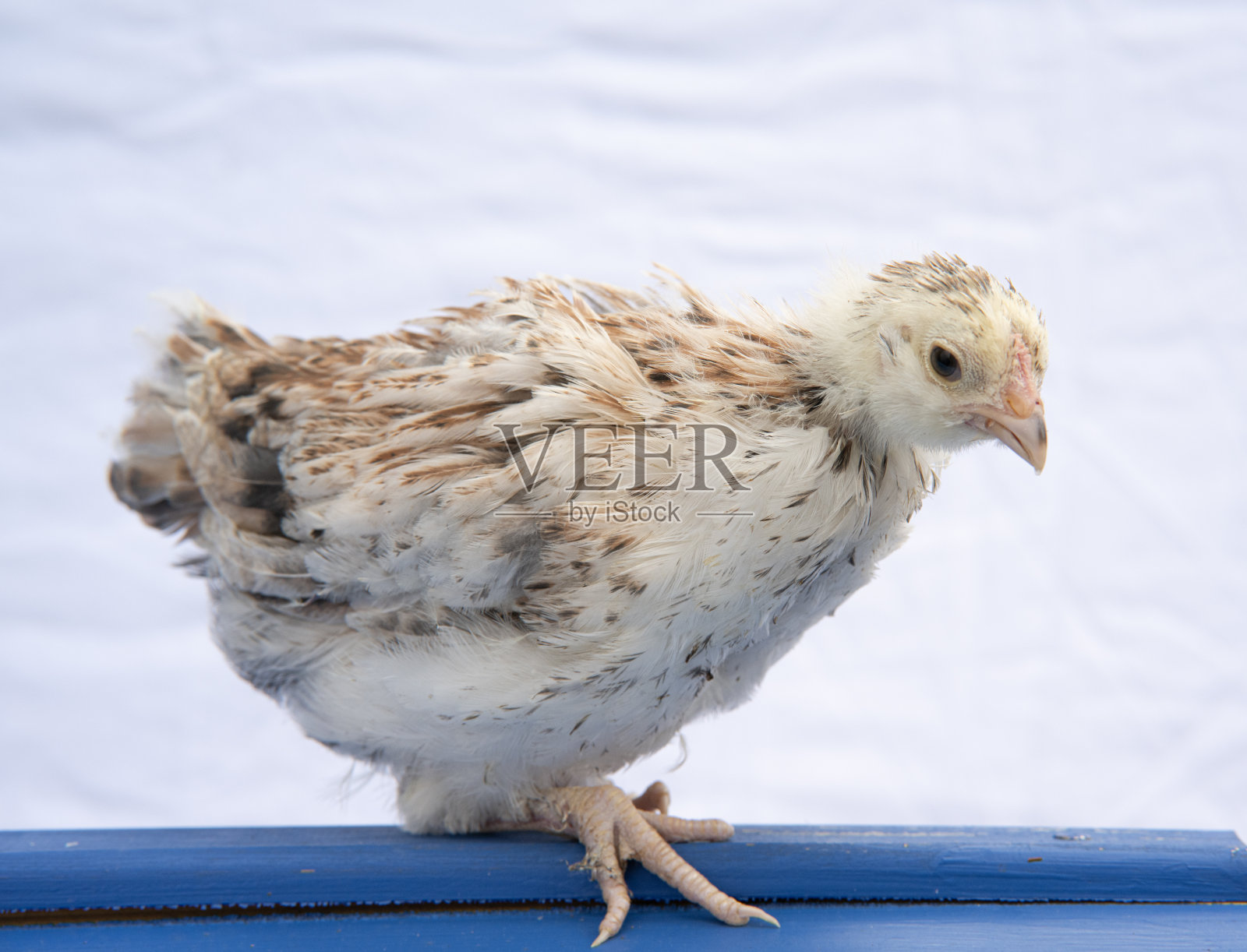 大马哈鱼，小鸡蛋，母鸡，鸡肉照片摄影图片