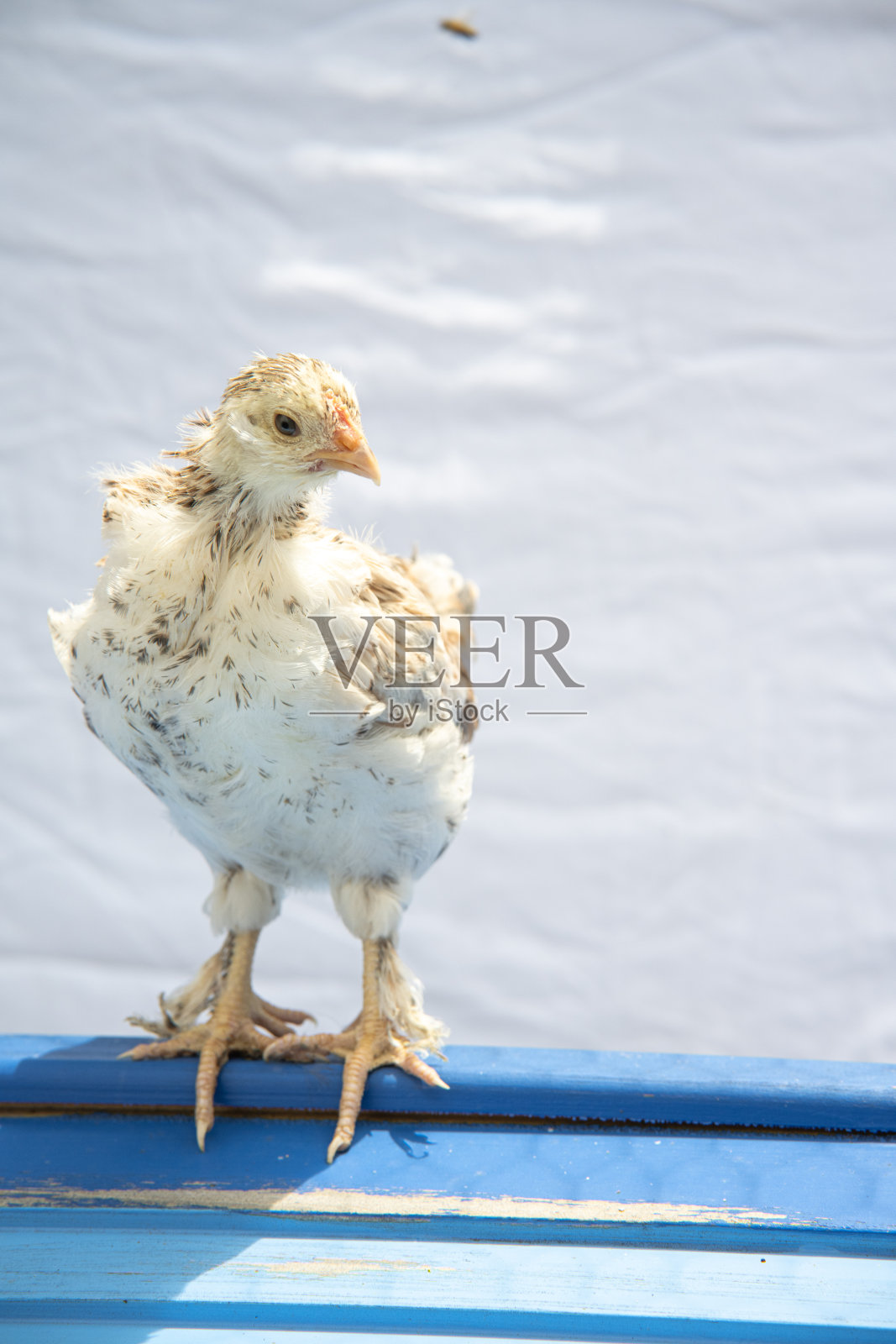 鲑鱼，法维罗勒，小鸡，母鸡，鸡肉照片摄影图片