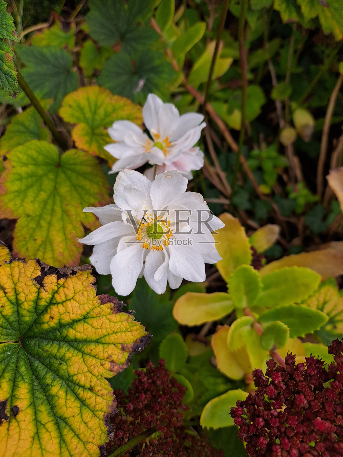 花照片摄影图片