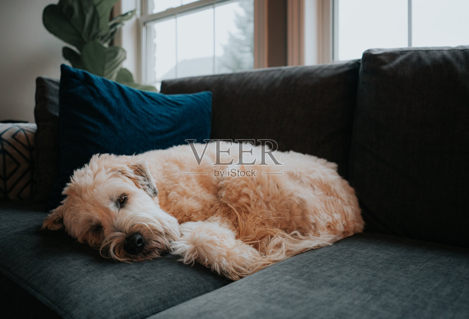 可爱的毛茸茸的狗蜷缩在灰色的沙发上睡觉。照片摄影图片