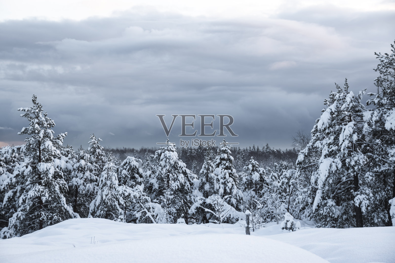 冬天森林里被雪覆盖的冷杉和松树照片摄影图片