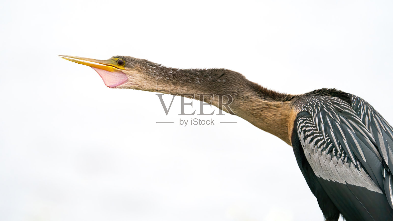 安欣加发出警告电话照片摄影图片