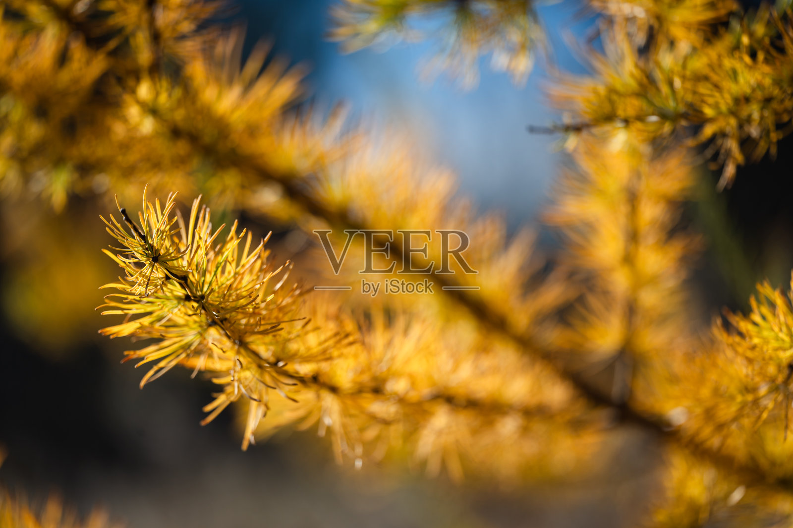 秋天落叶松上的黄色针叶，映衬着蓝天。照片摄影图片