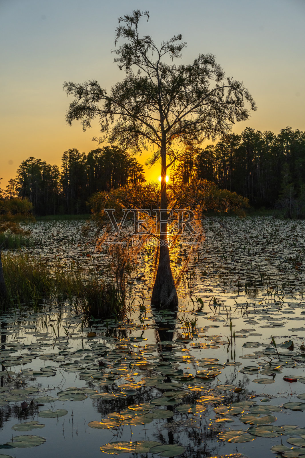 柏树，奥克弗诺基沼泽，乔治亚州照片摄影图片