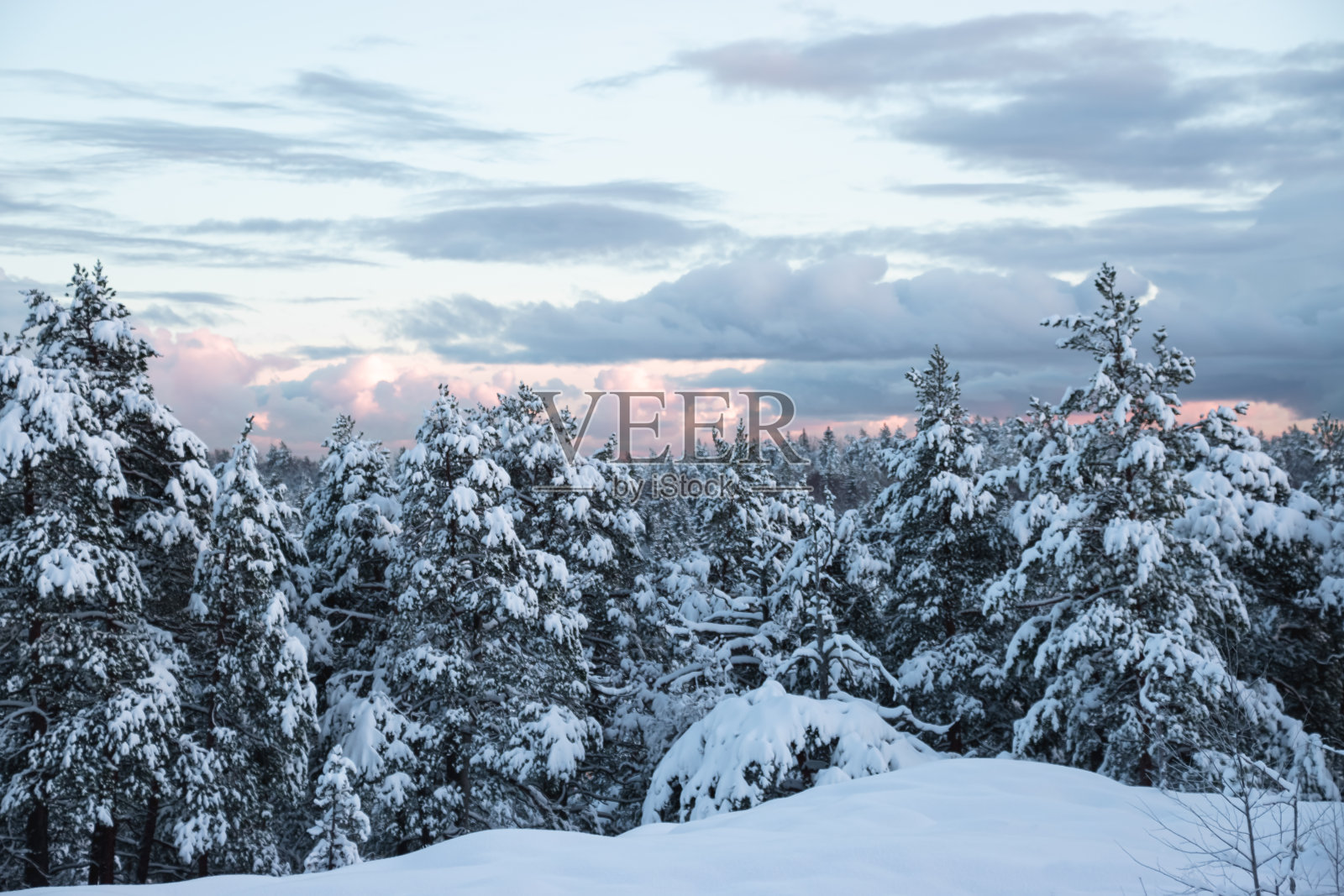 美丽的冬季景观，山上被雪覆盖的树木。照片摄影图片