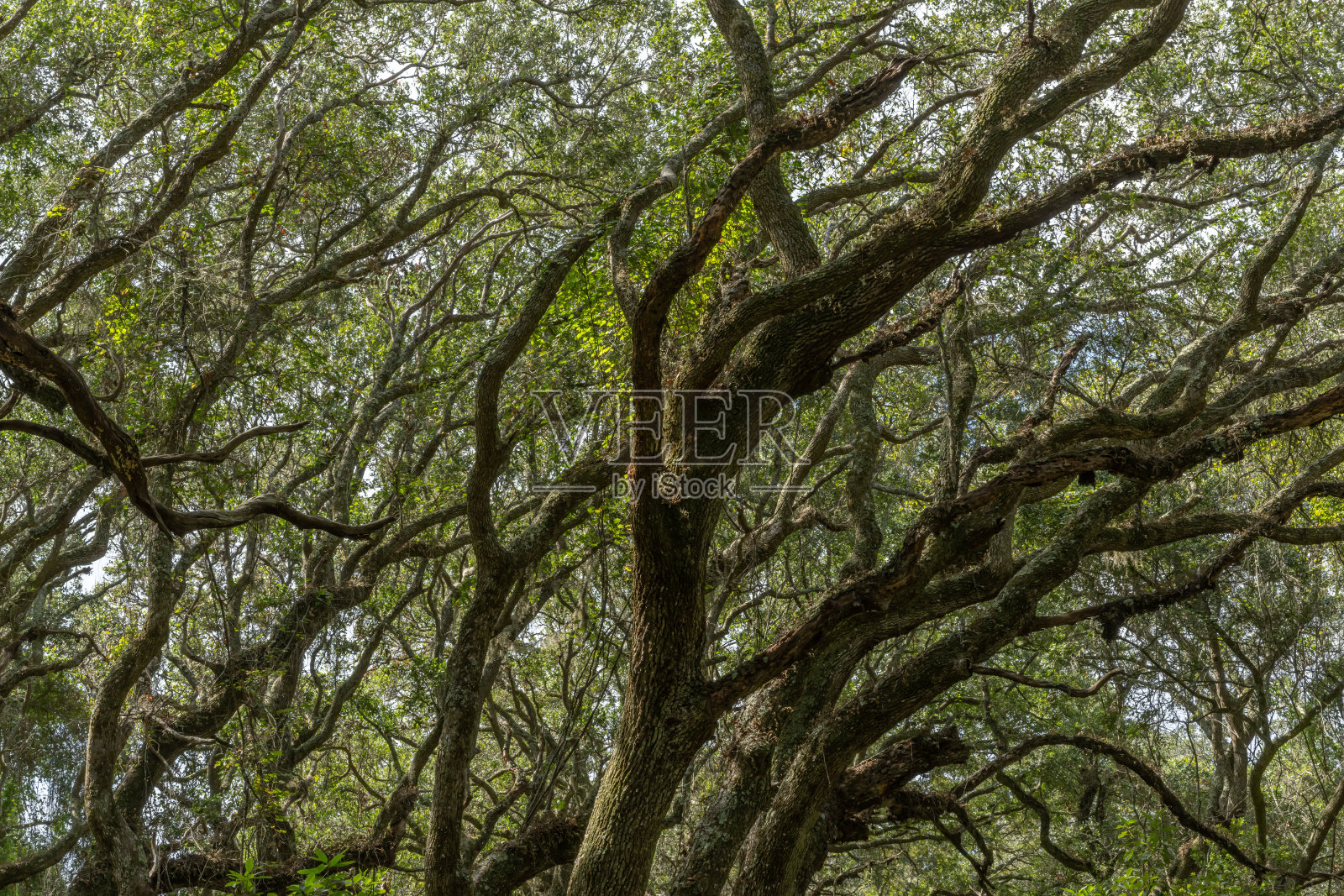 海上森林，坎伯兰岛，乔治亚州照片摄影图片