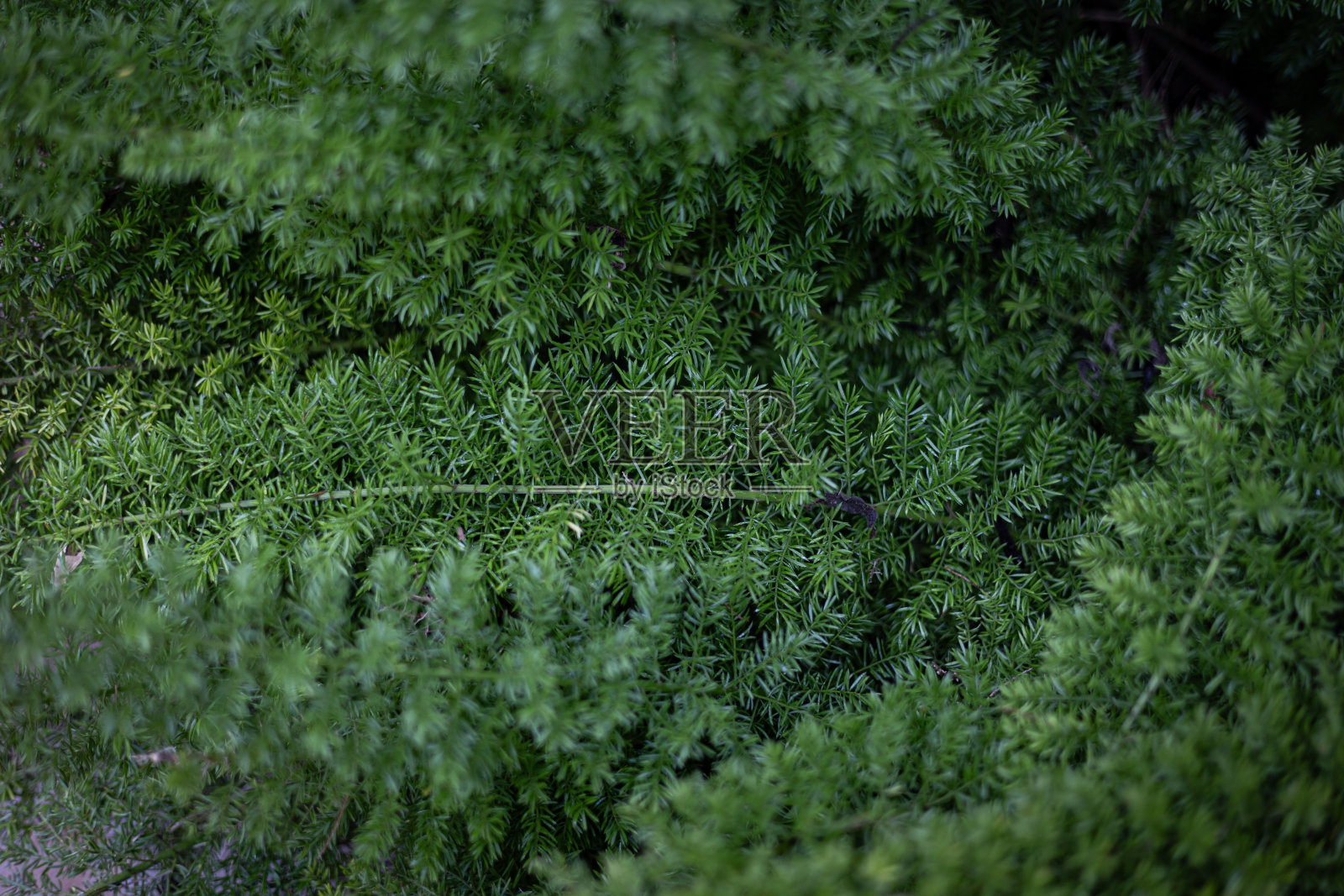 明亮、尖尖的绿色植物叶子创造了自然的背景。照片摄影图片