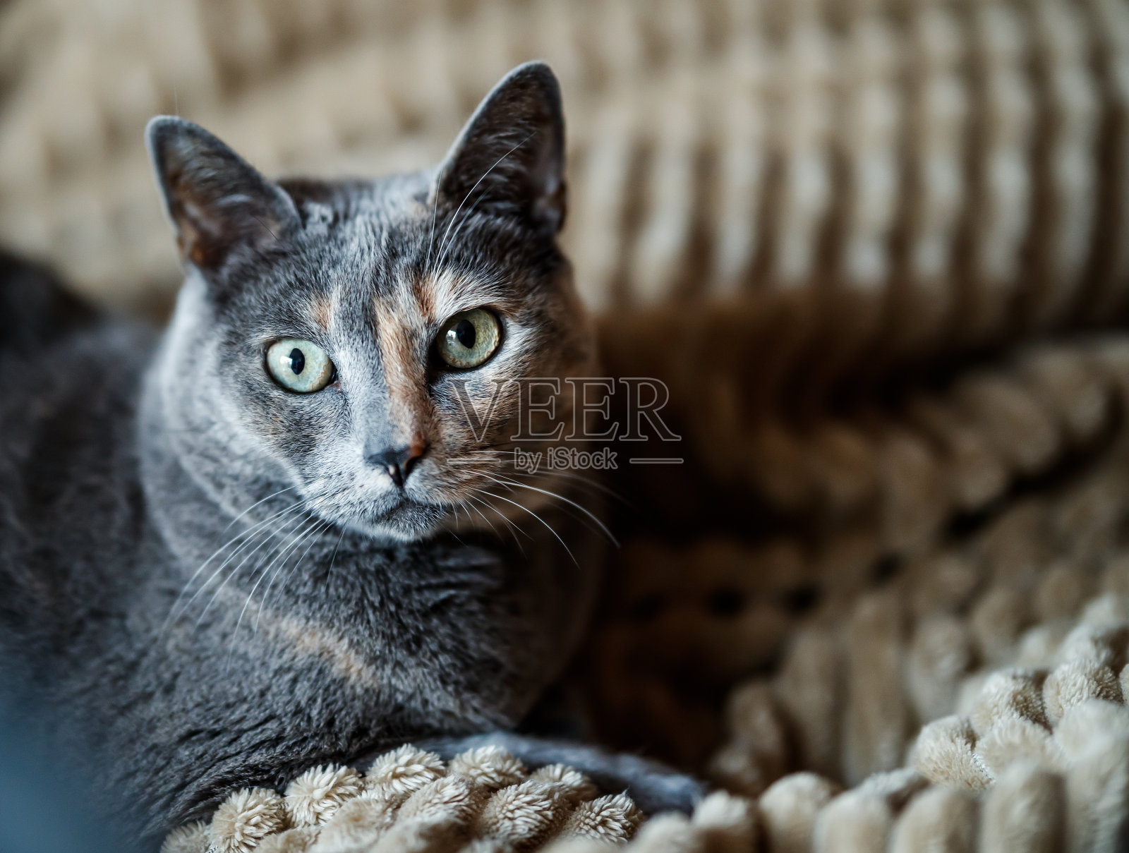 在Villajoyosa，猫的正面肖像照片摄影图片