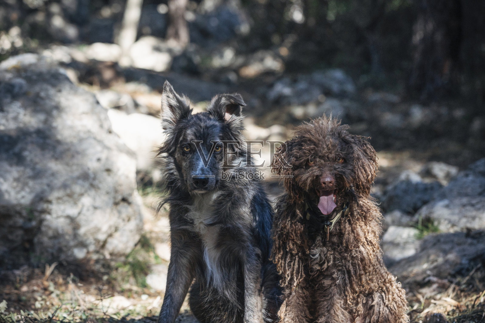两只狗并排坐在阳光明媚的草地上照片摄影图片