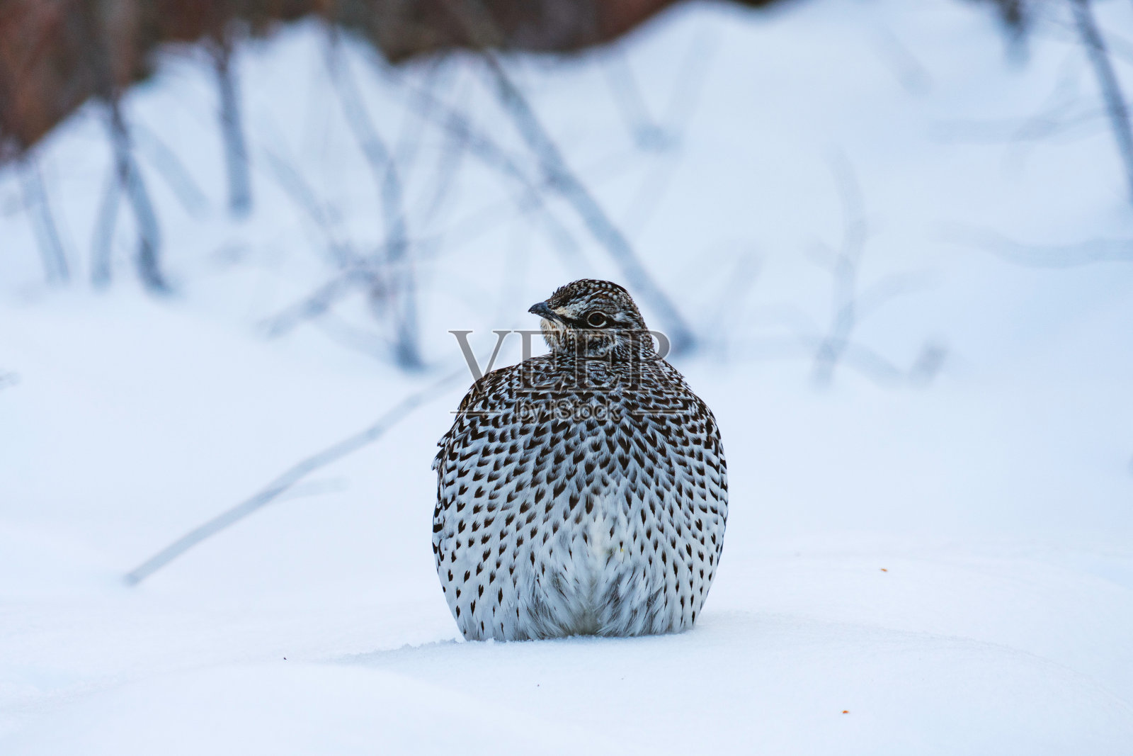 云杉松鸡蜷缩在阿拉斯加的雪地里照片摄影图片