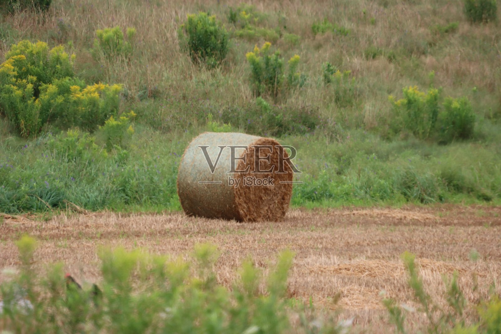 干草捆照片摄影图片