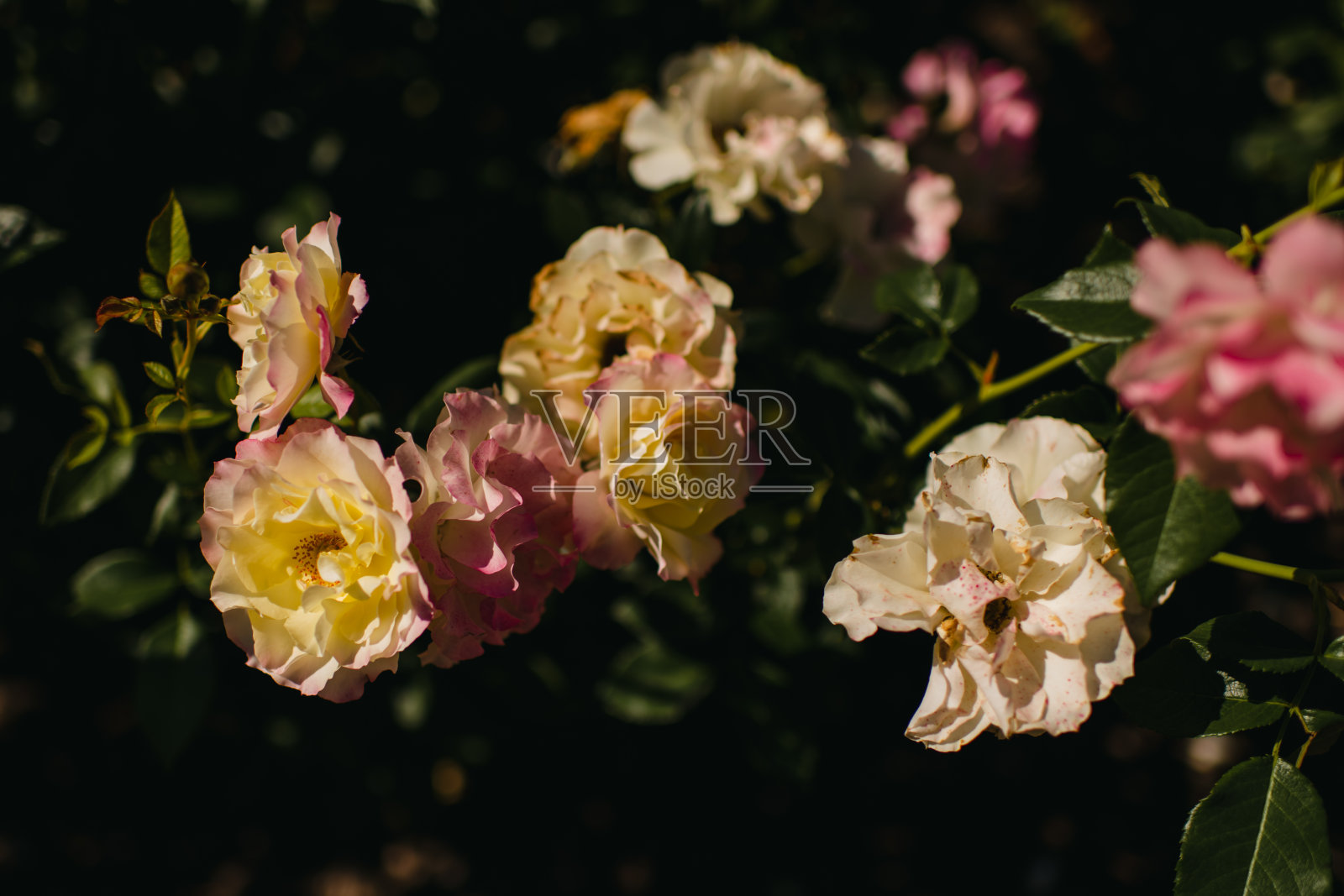 一组花园玫瑰在黑暗的背景照片摄影图片