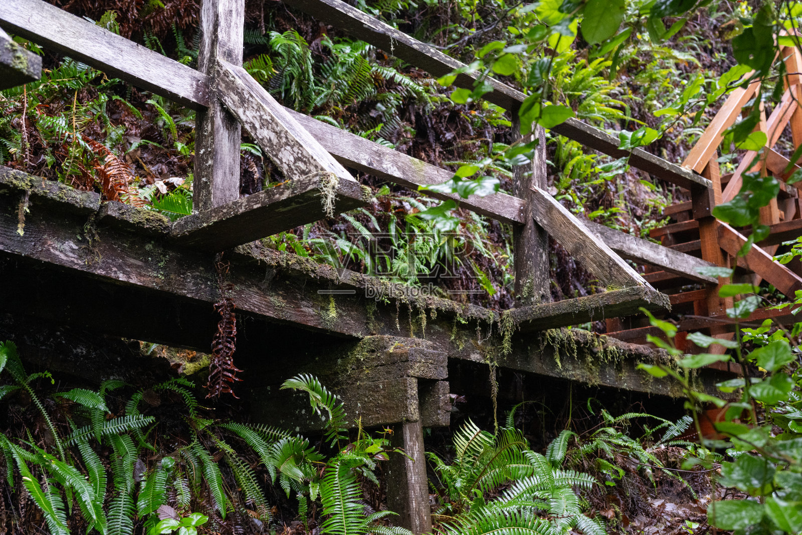 森林小径和步道照片摄影图片