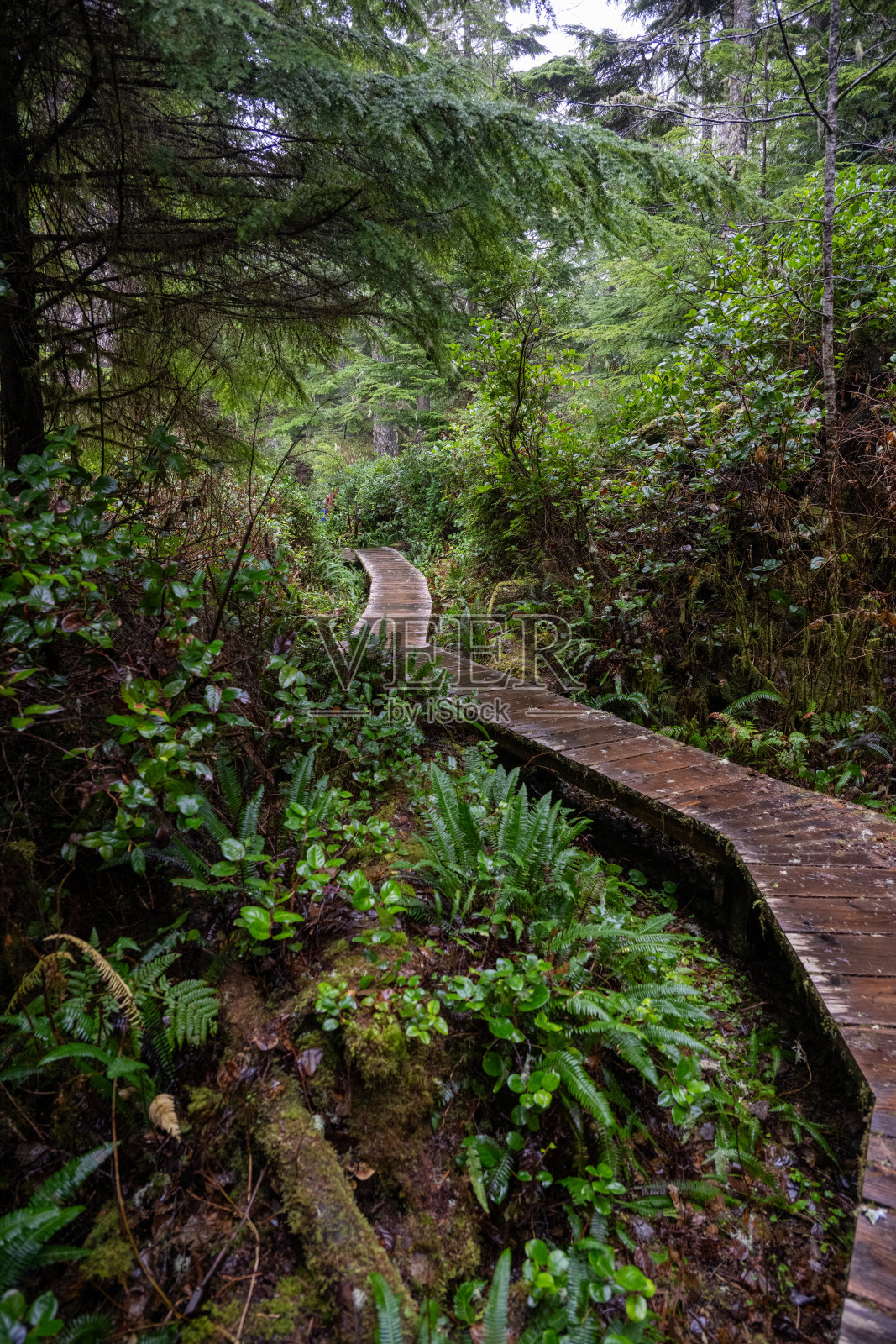 森林小径和步道照片摄影图片