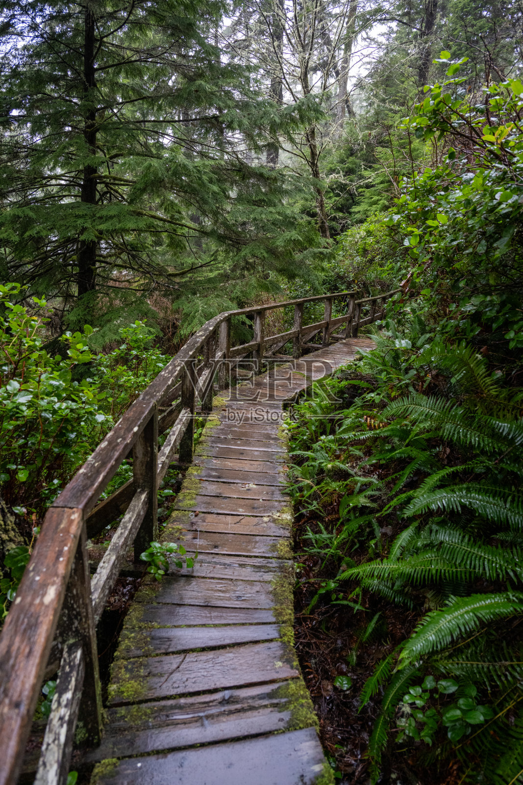 森林小径和步道照片摄影图片