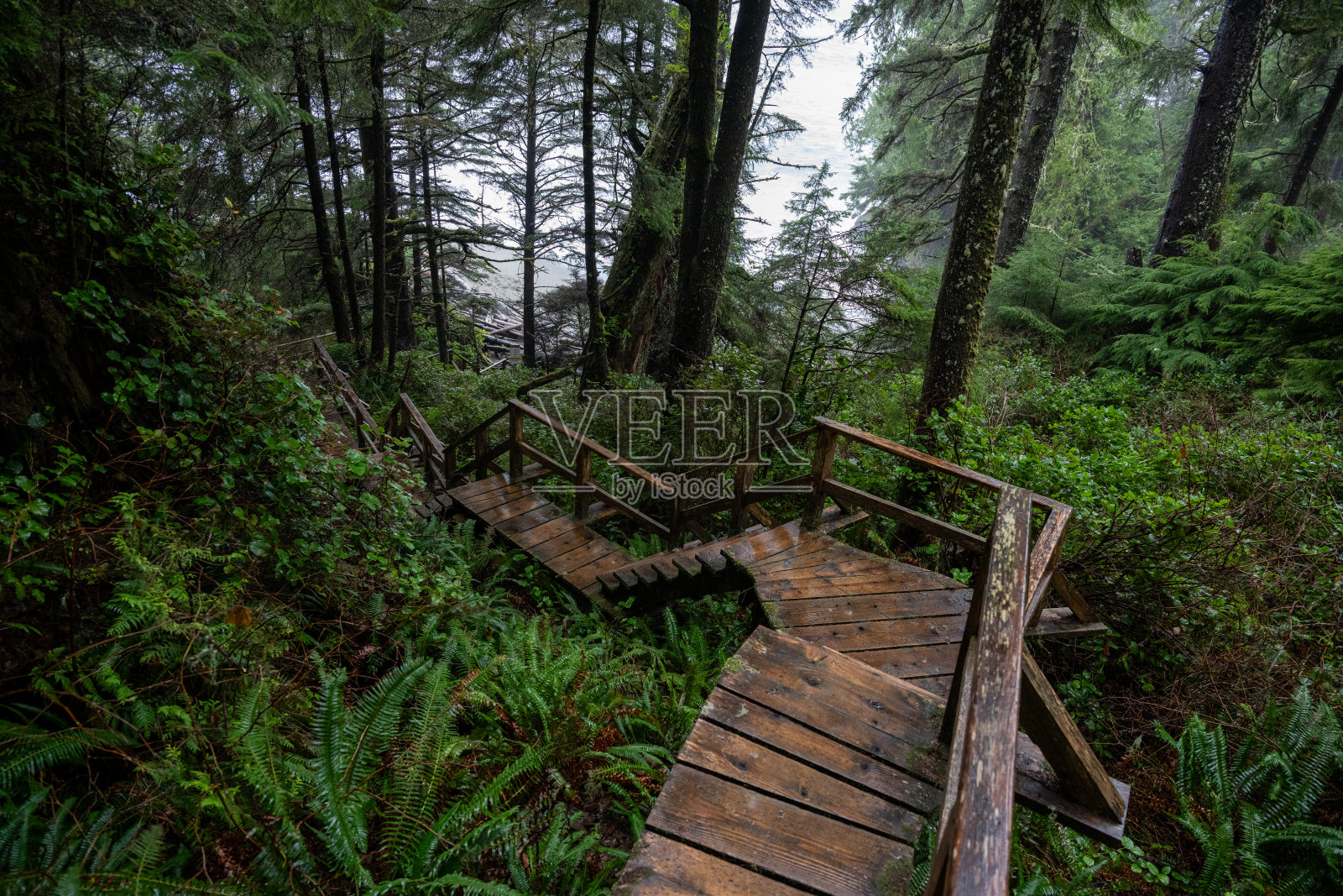 森林小径和步道照片摄影图片