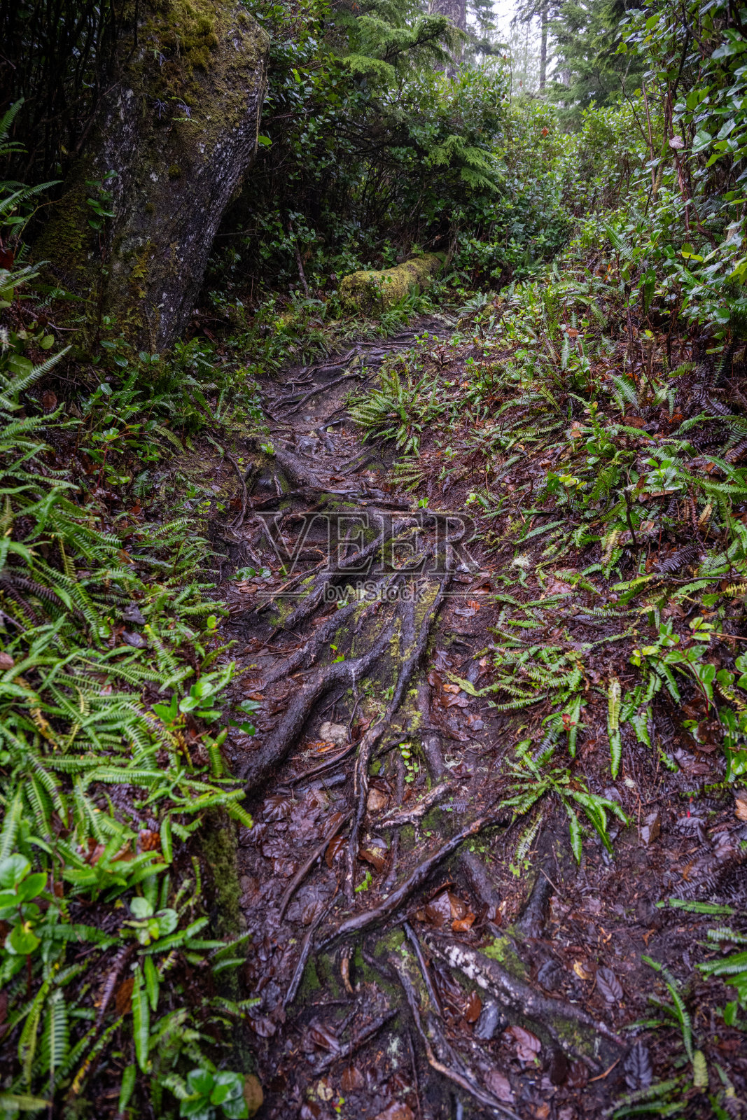 森林小径和步道照片摄影图片