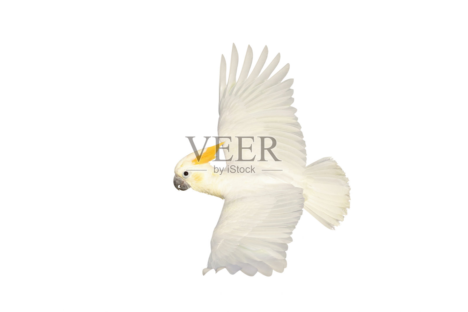 鹦鹉照片摄影图片