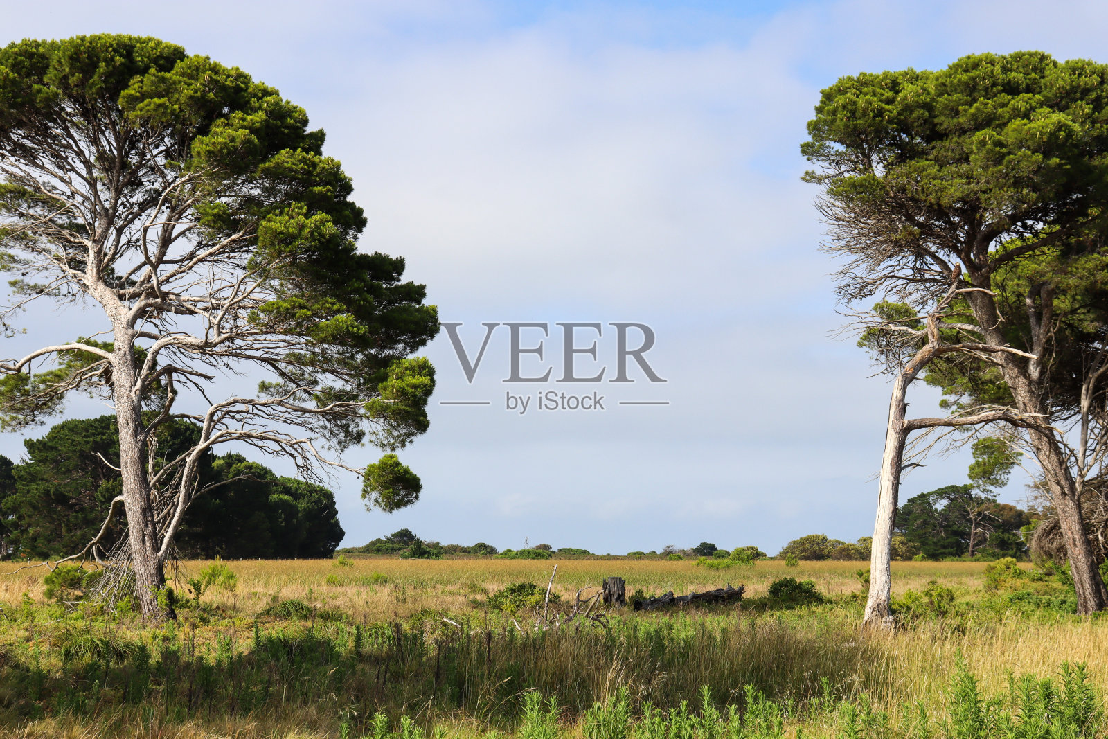 澳大利亚乡村景观与老松树在田野照片摄影图片
