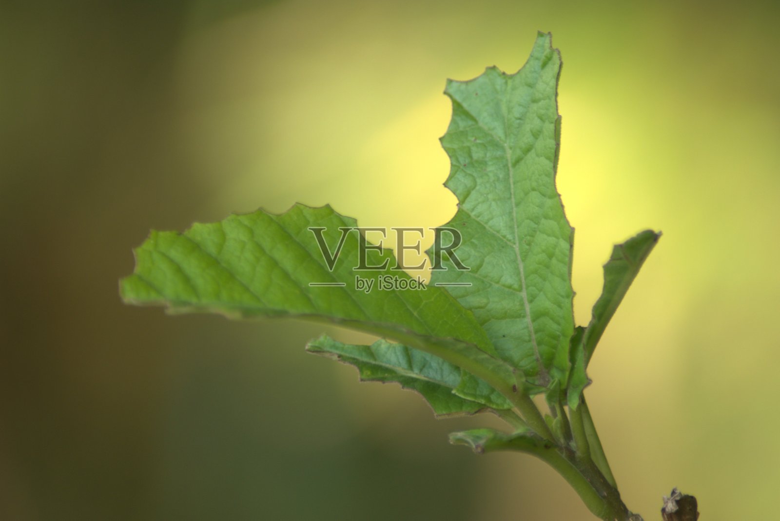 哥伦比亚的动植物，自然，植物和动物照片摄影图片