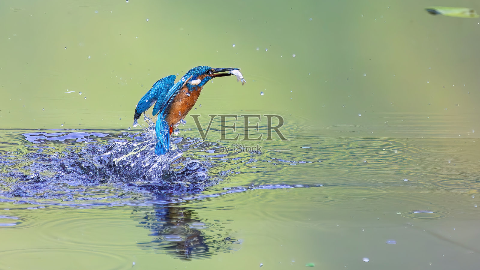 从水里冒出来的翠鸟照片摄影图片