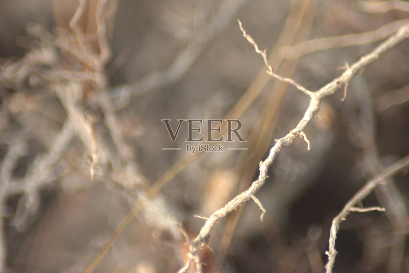 哥伦比亚的动植物，自然，植物和动物照片摄影图片