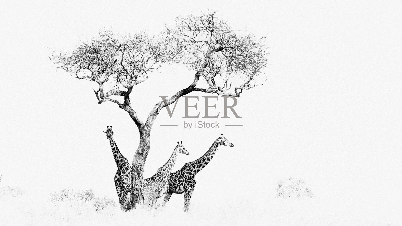 三只长颈鹿在荒野的一棵树下照片摄影图片