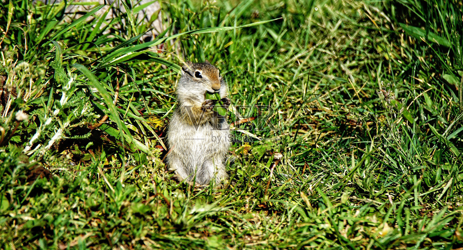 怀俄明、蒙大拿州黄石国家公园的灰鼠。小可爱可爱的动物。西北。黄石公园是夏季的仙境，可以观赏野生动物。照片摄影图片