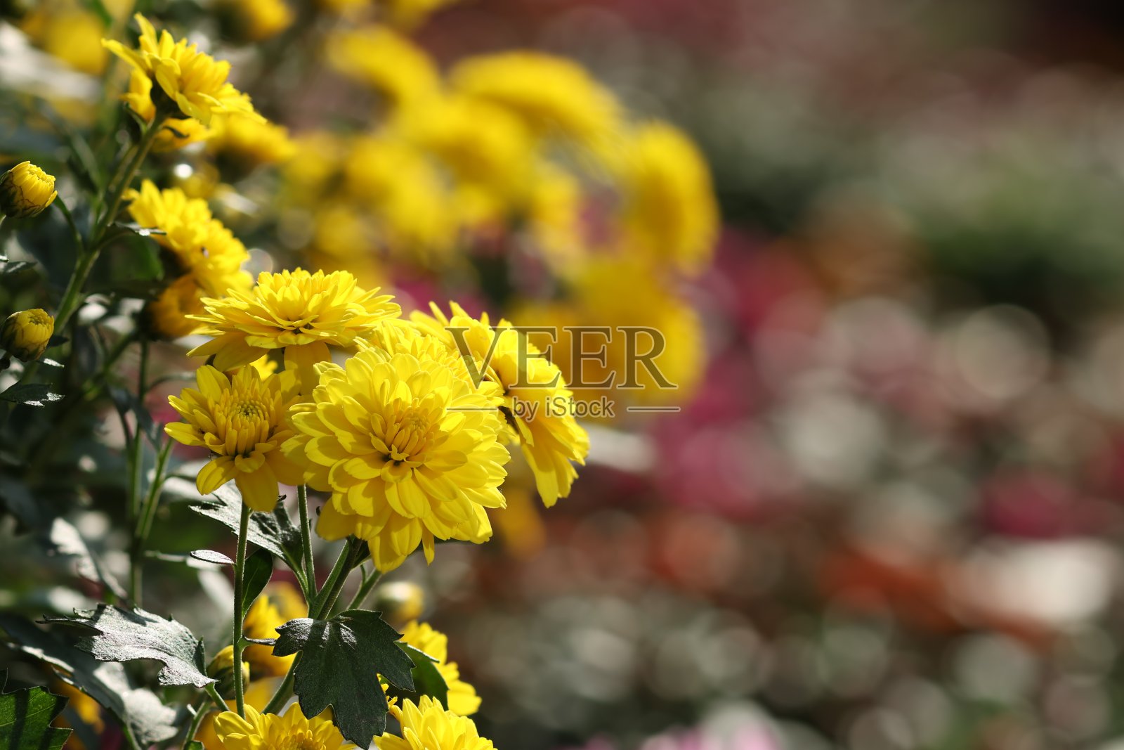 阳光下的黄菊照片摄影图片