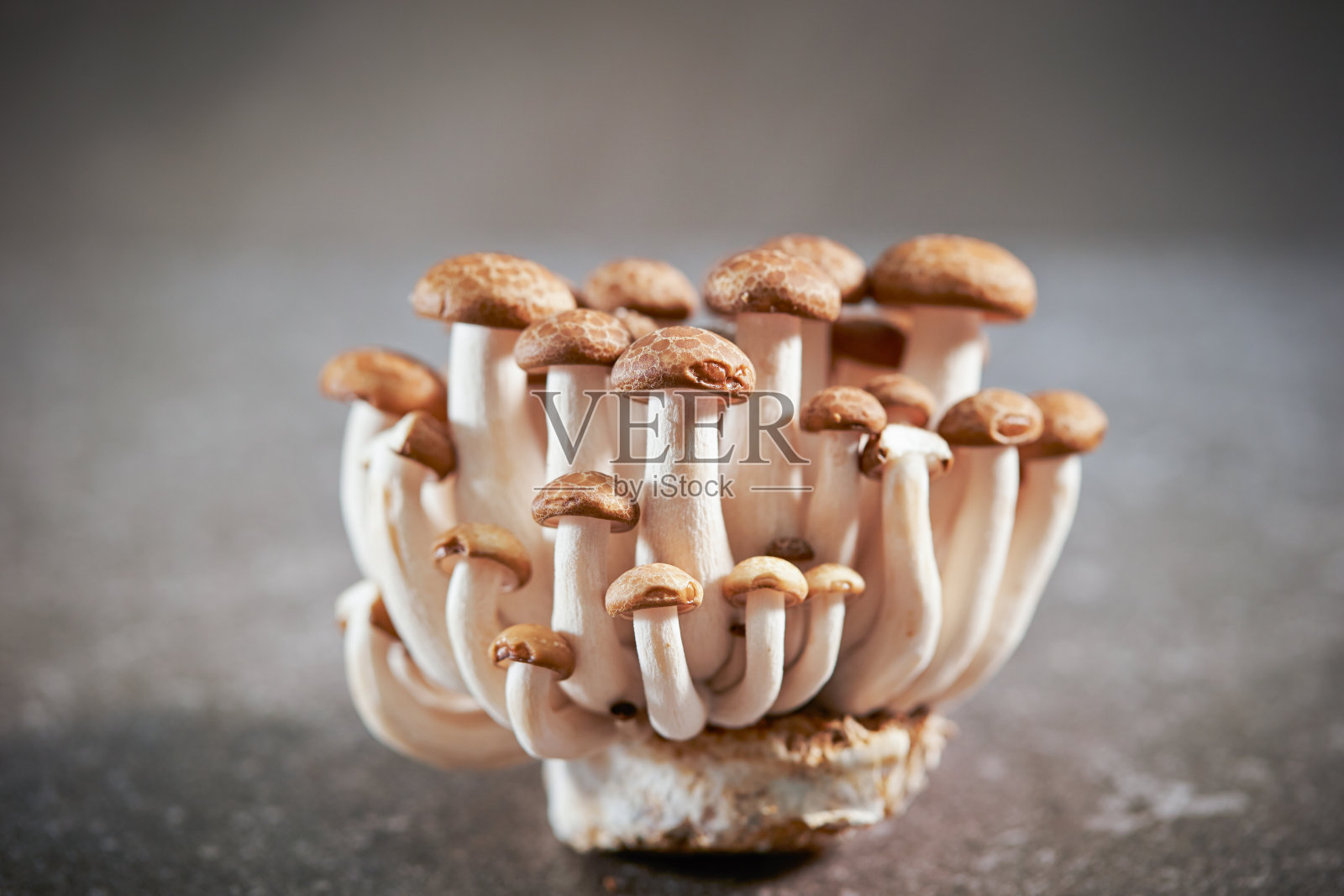 灰色背景上的山毛榉蘑菇照片摄影图片