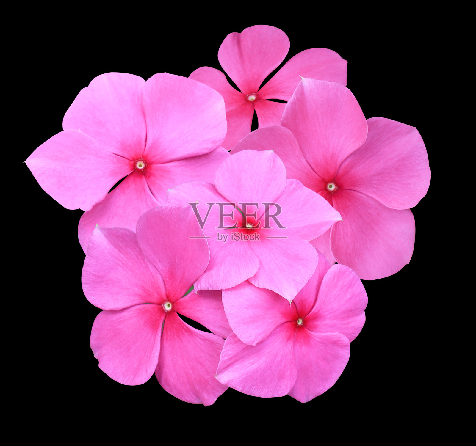 马达加斯加长春花或长春花或老女仆花或辣椒茉莉花或玫瑰长春花照片摄影图片