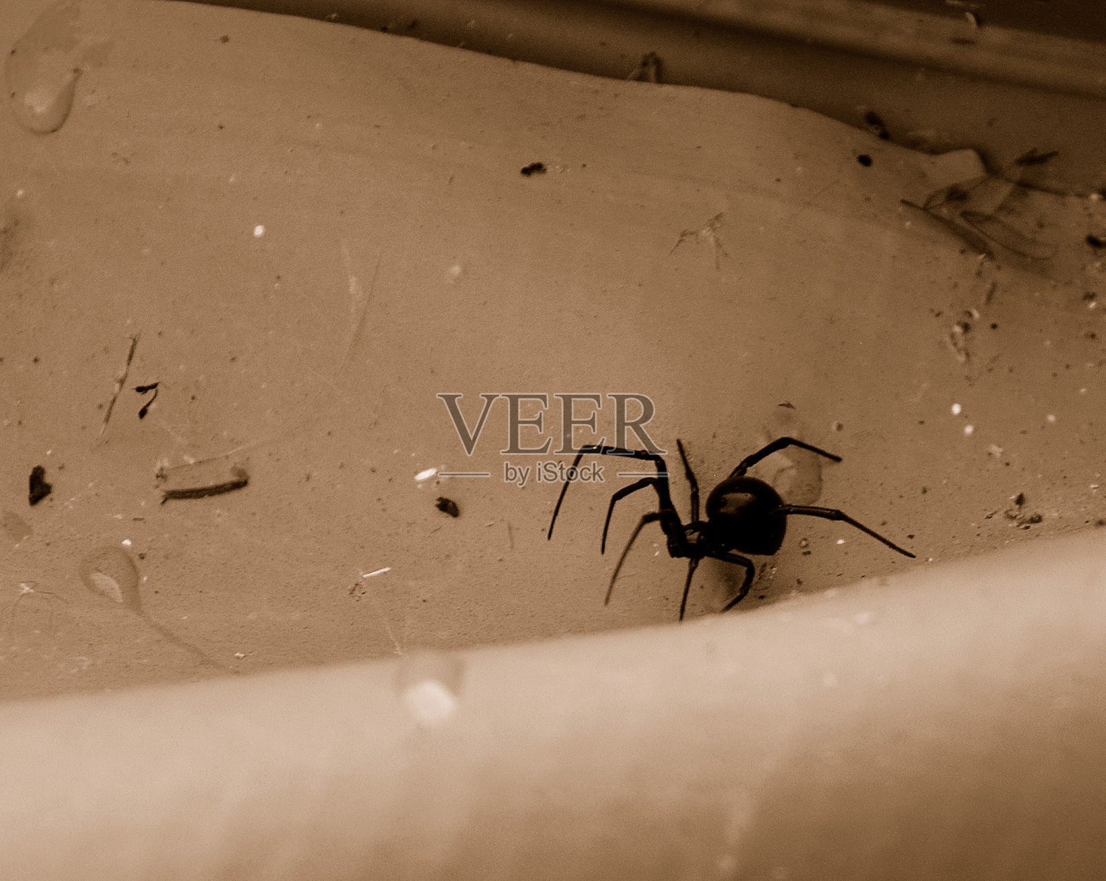 棕褐色黑寡妇照片摄影图片