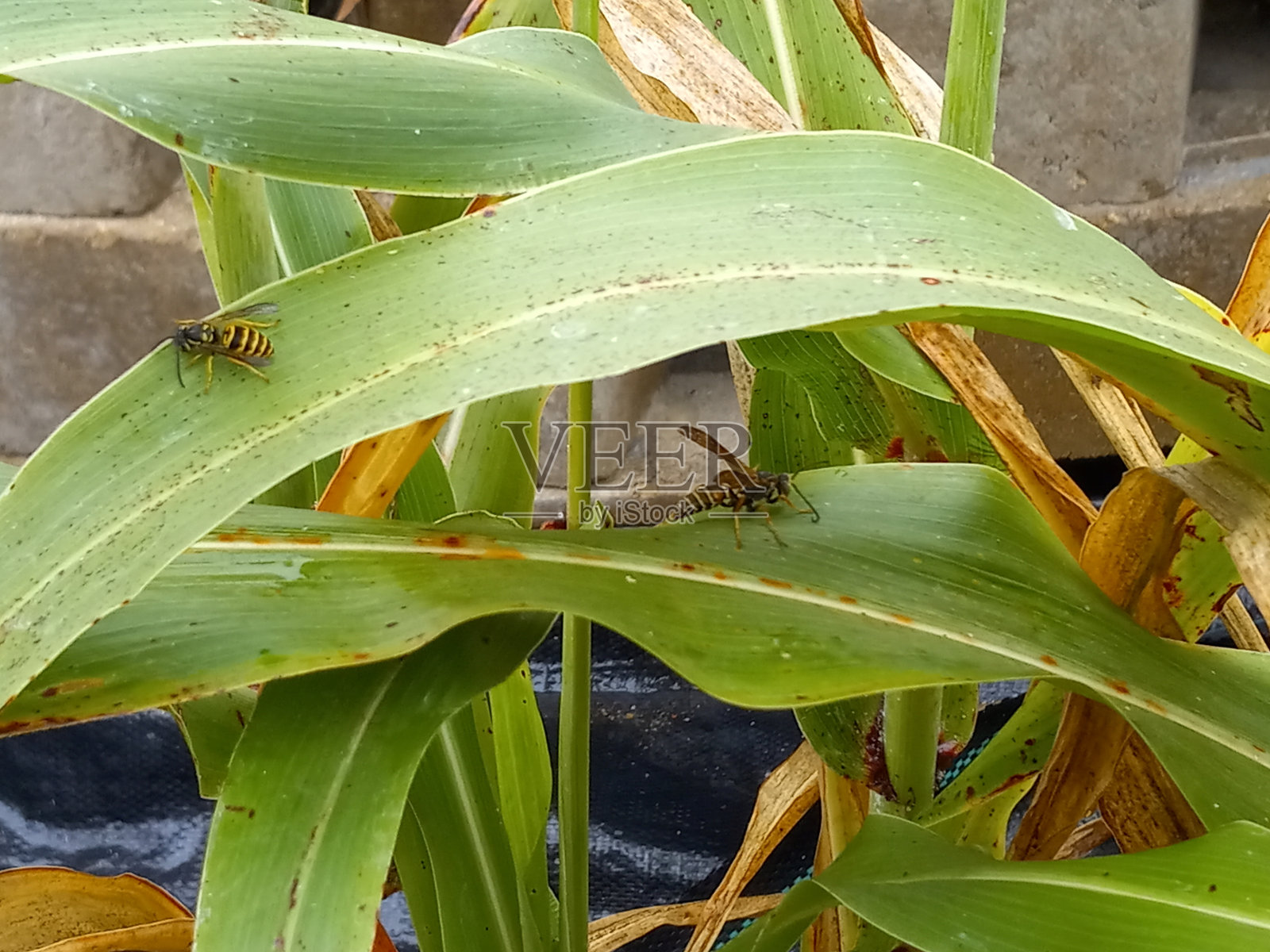 玉米叶上的黄色夹克- 3照片摄影图片