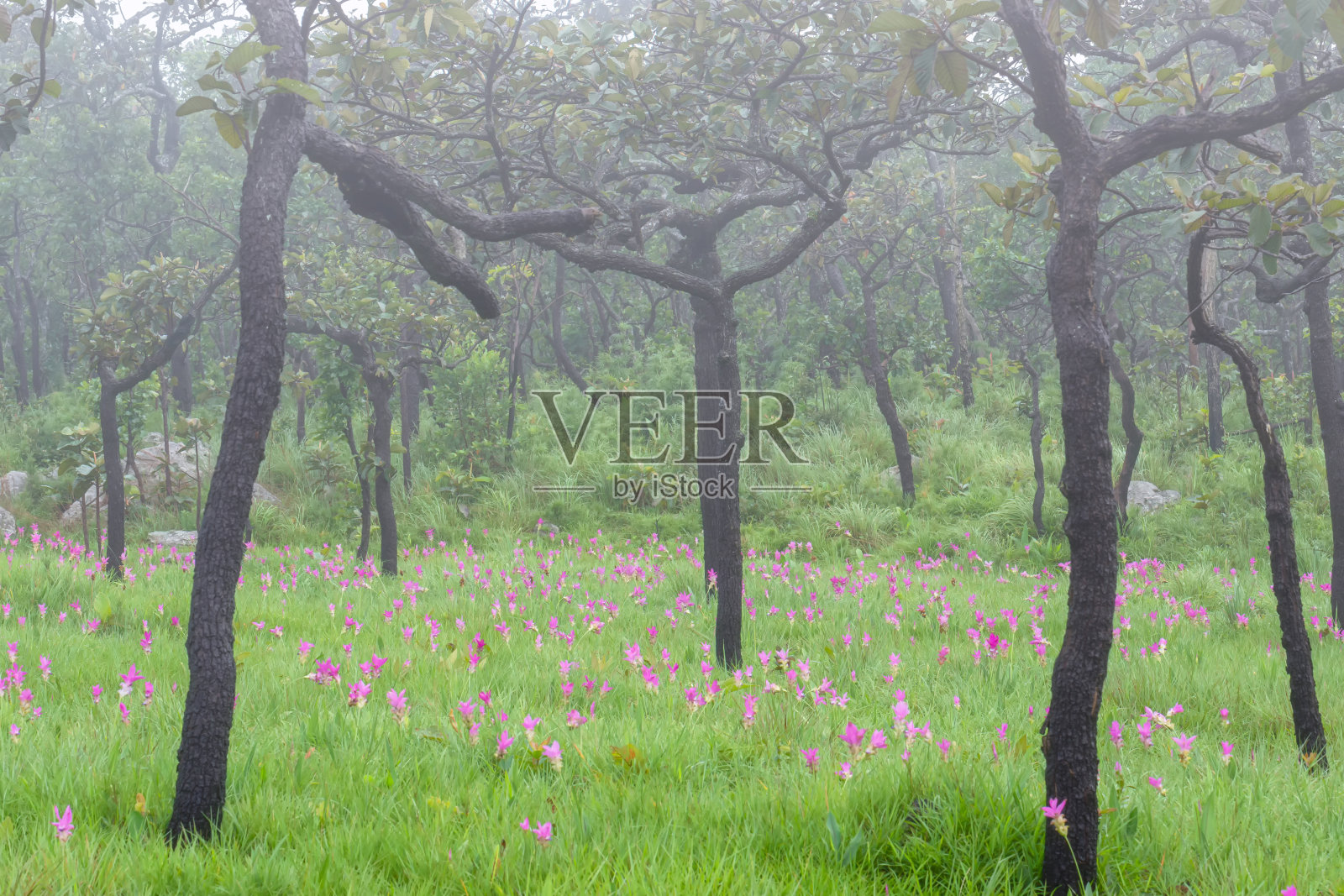 泰国猜雅府Pa Hin Ngam国家公园里盛开的野生暹罗郁金香。照片摄影图片