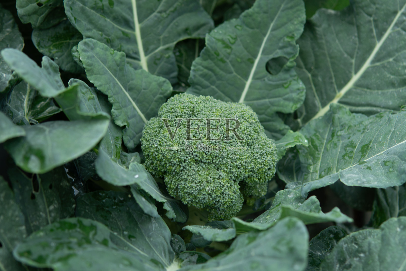 西兰花植物有花和绿叶。照片摄影图片