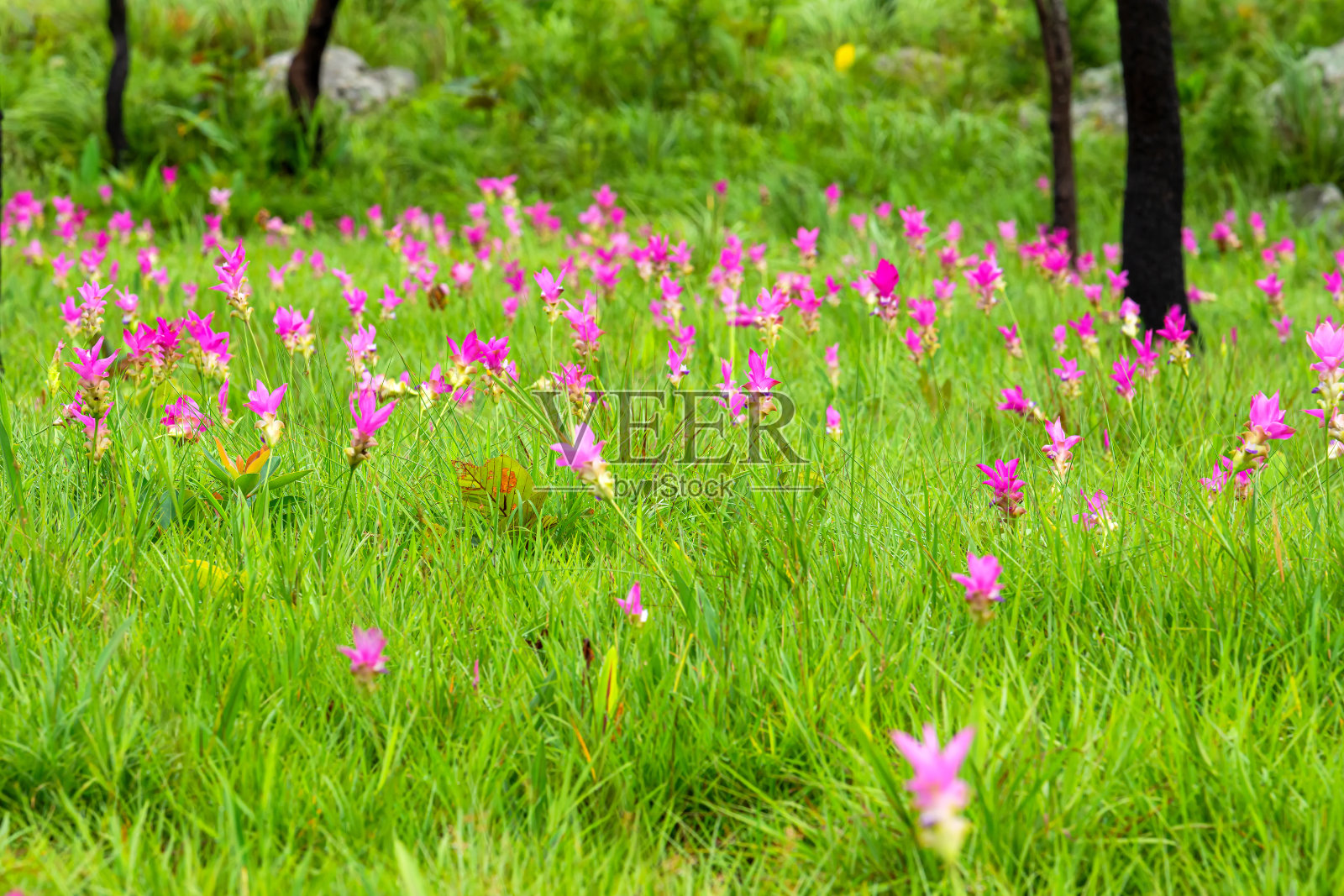 泰国猜雅府Pa Hin Ngam国家公园里盛开的野生暹罗郁金香。照片摄影图片