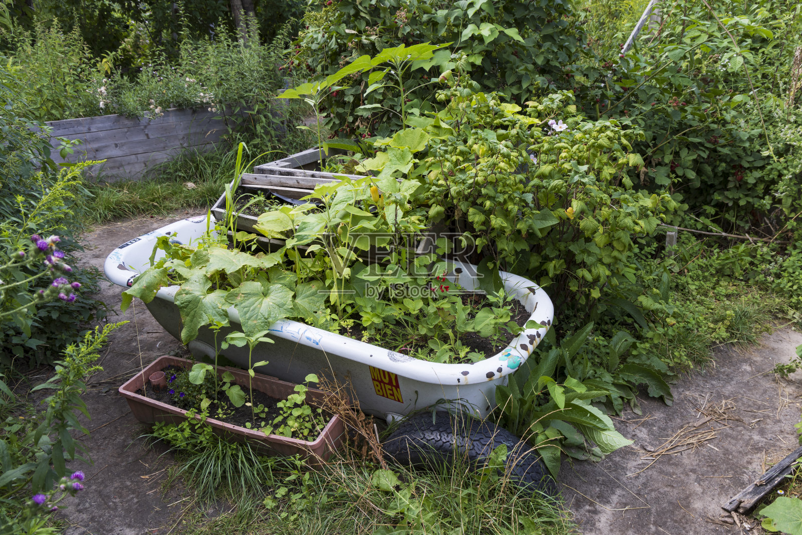 柏林Tempelhof社区花园照片摄影图片