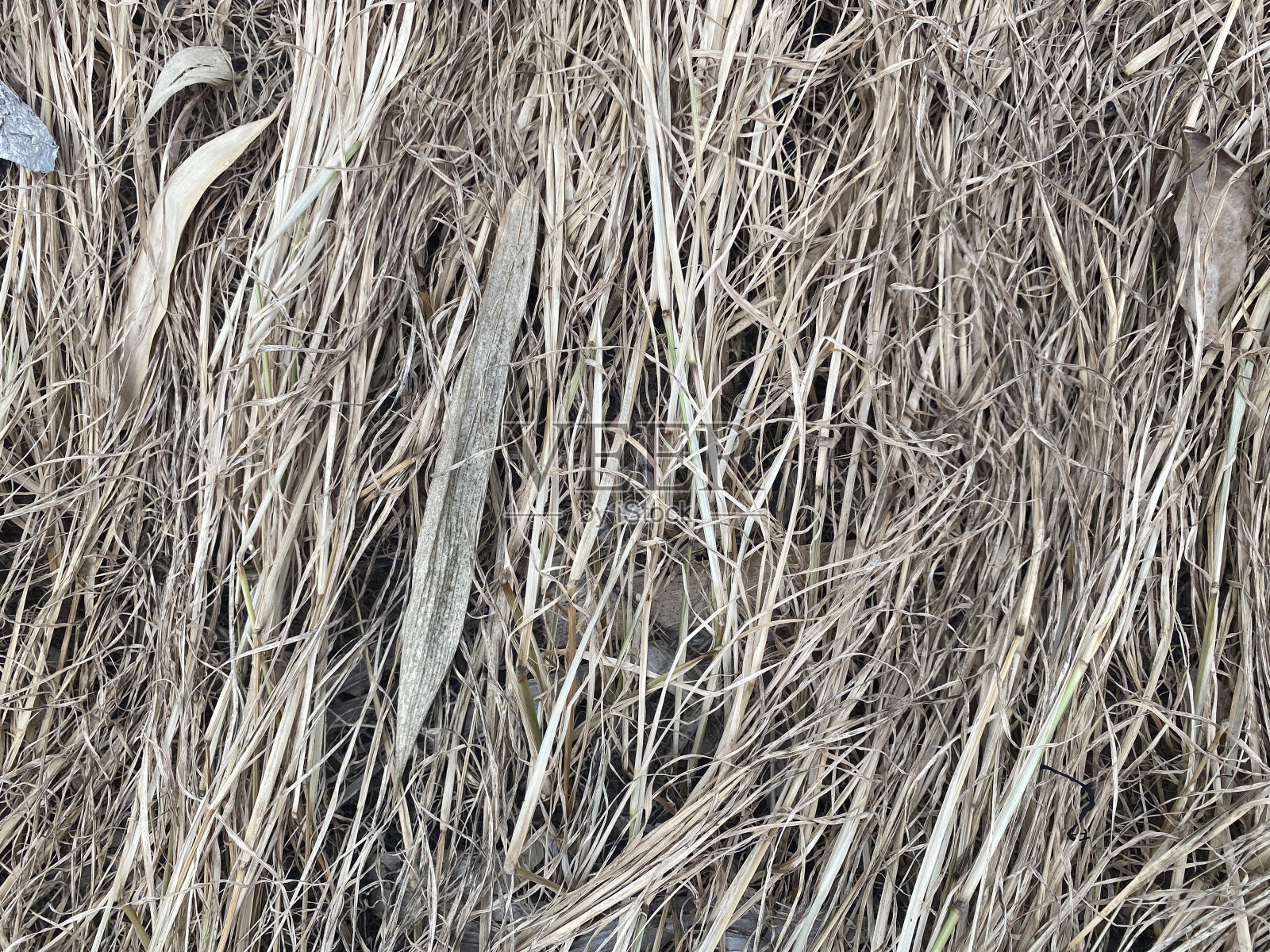 干香根草纹理背景照片摄影图片