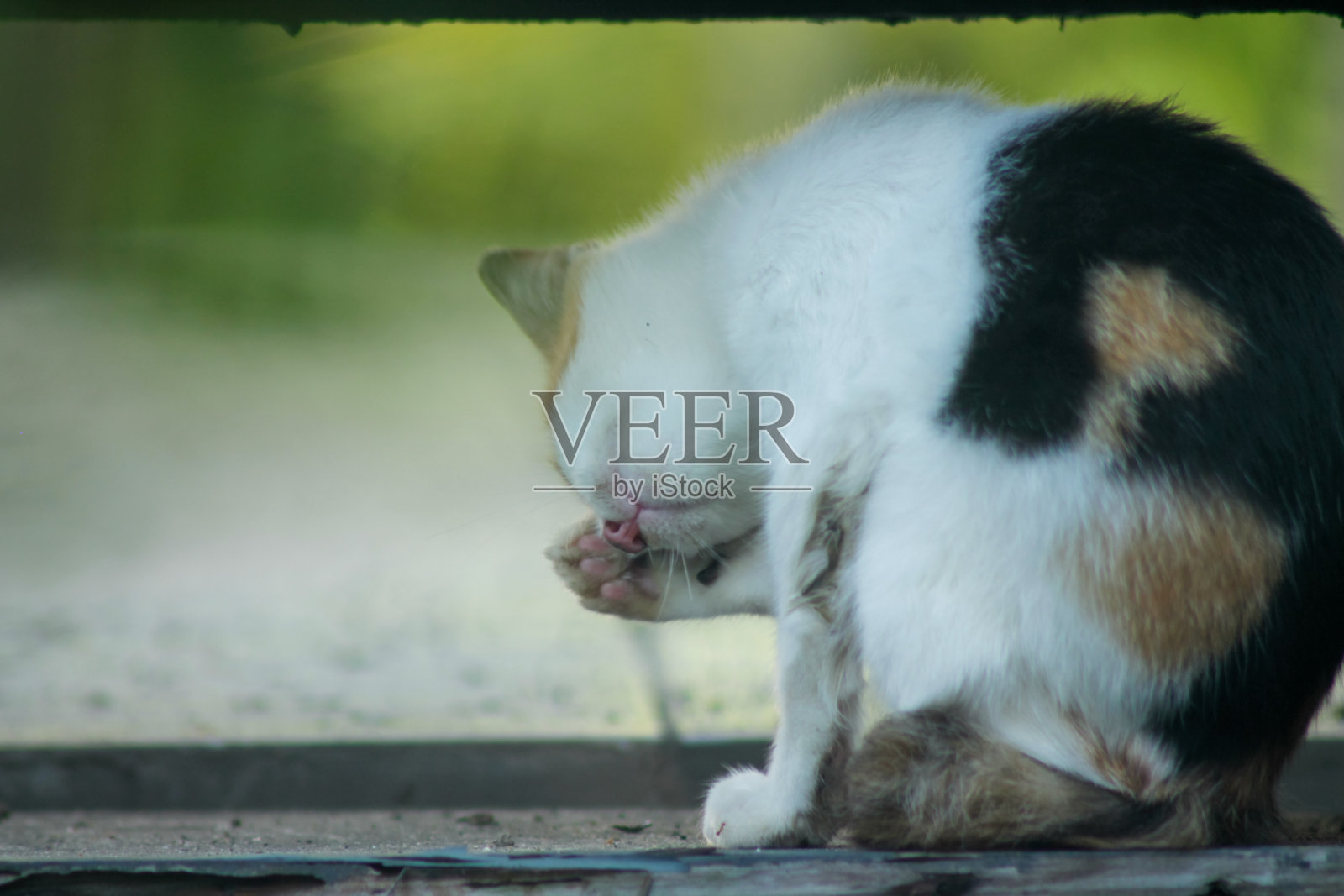 猫用舔舌头来清洁身体照片摄影图片