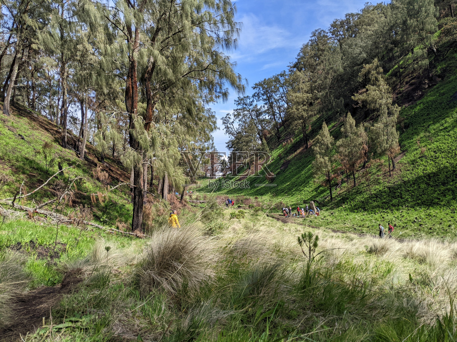 稀树大草原照片摄影图片