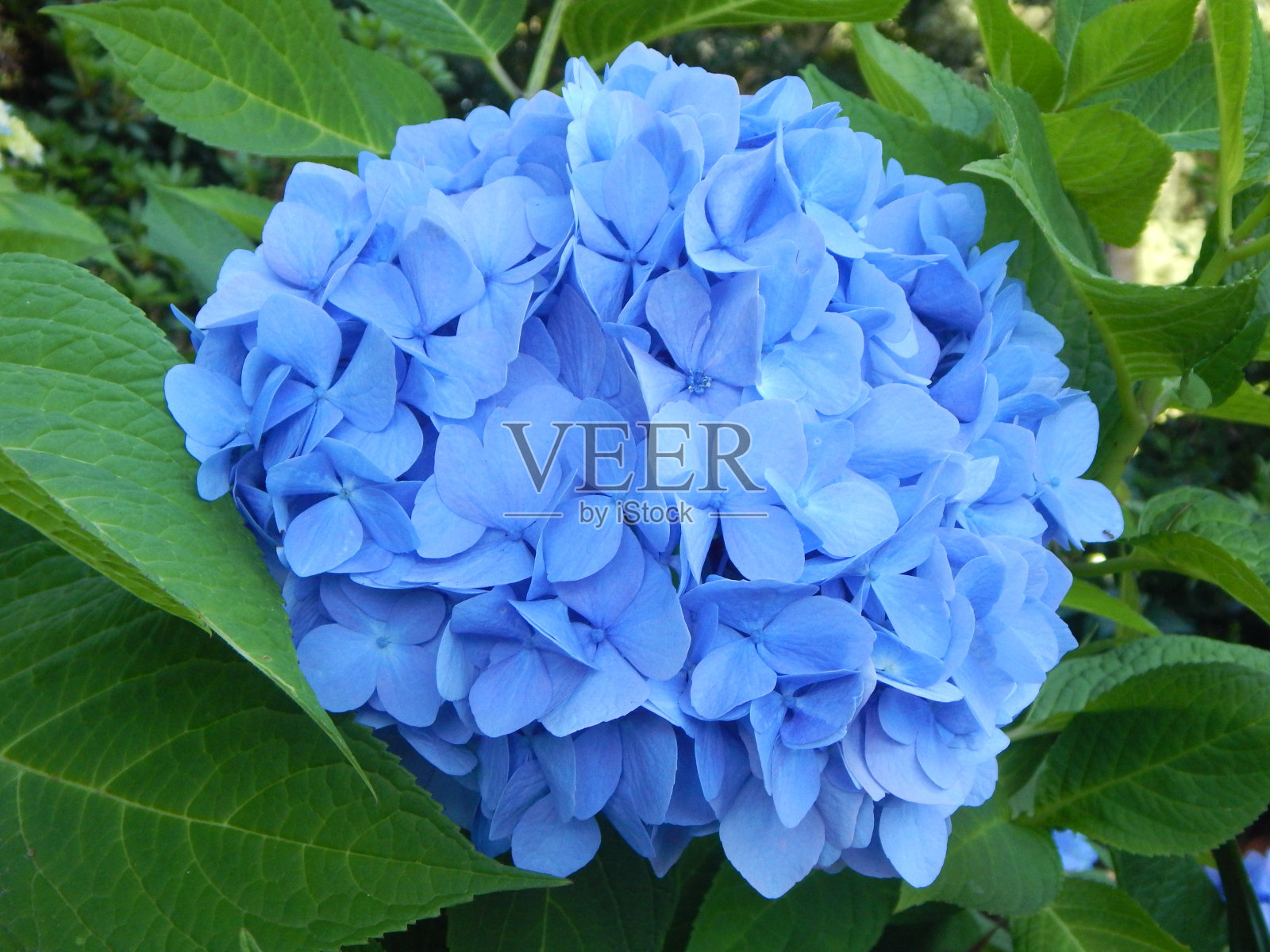 Flower_Hydrangea照片摄影图片
