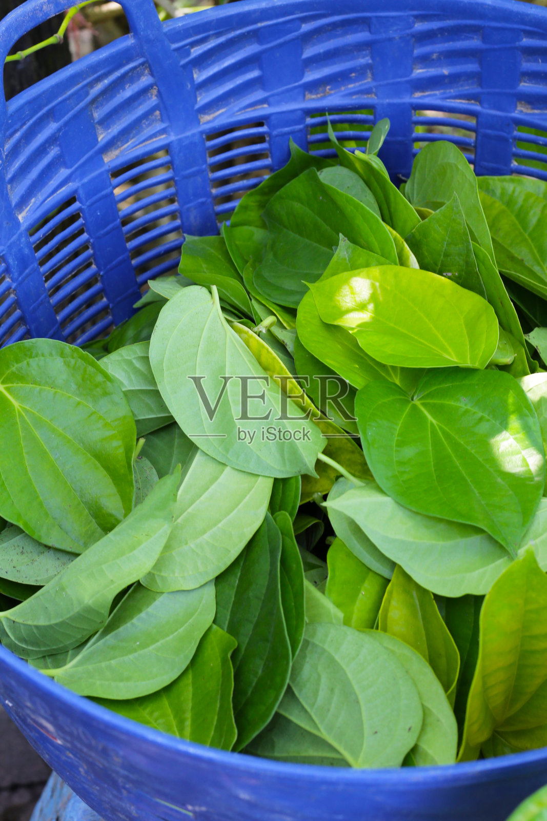 槟榔的绿叶照片摄影图片