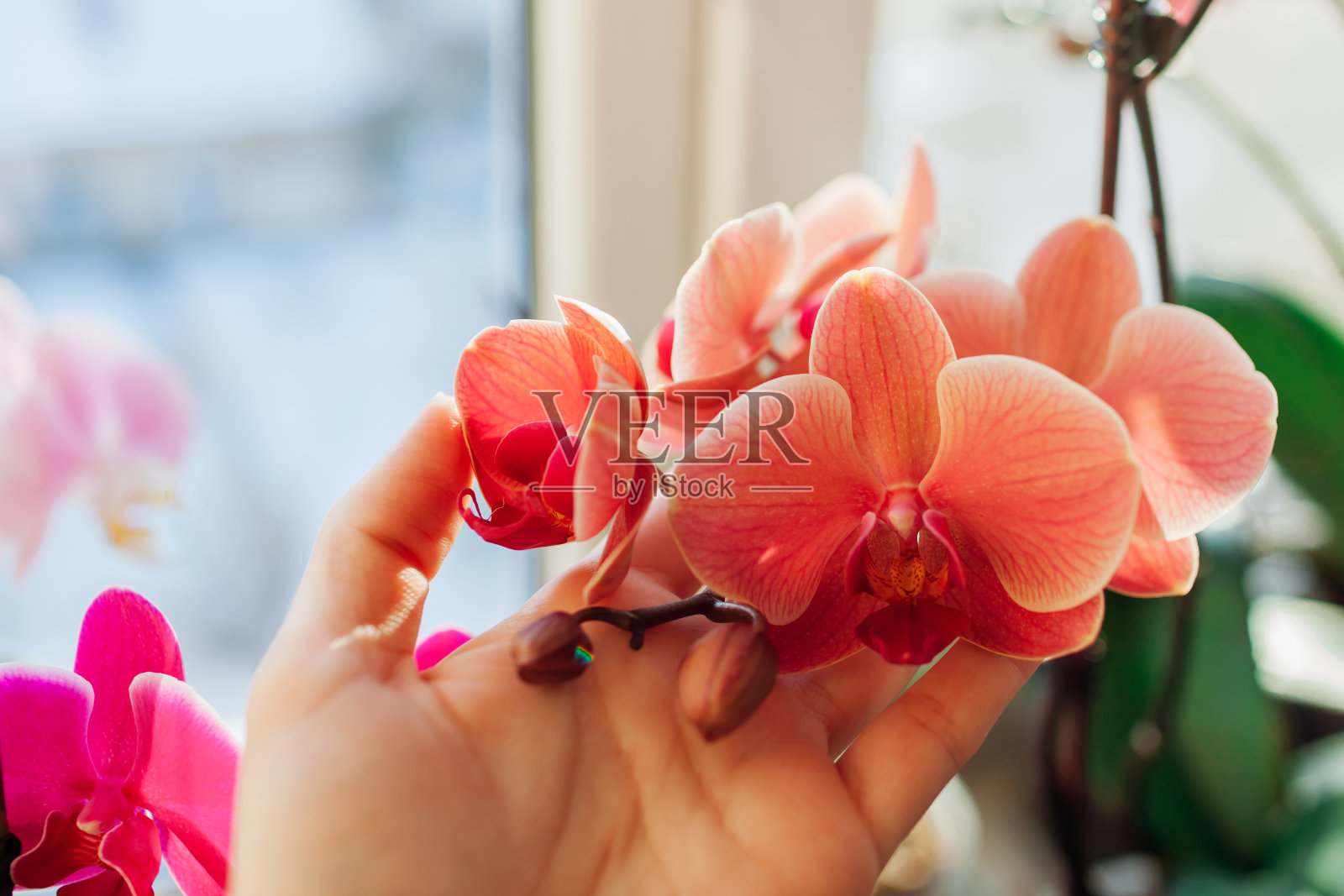 橙色兰花蝴蝶兰特写。照顾室内植物的妇女。拿着花的园丁照片摄影图片