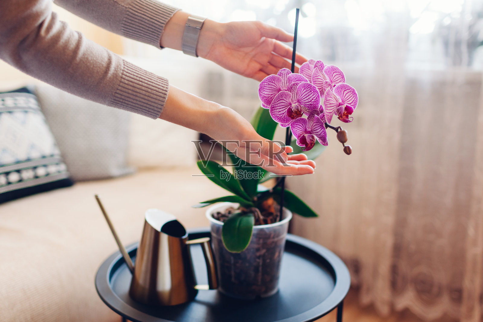 女人欣赏盛开的紫色蝴蝶兰兰花动人的花朵。照顾好家里的花草植物照片摄影图片