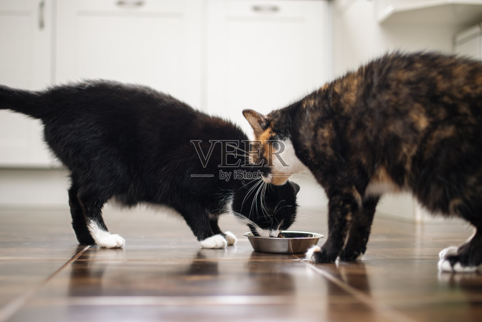 两只饿猫在家里吃碗里的东西照片摄影图片